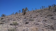 Joshua Trees along White Top Road