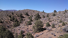 Joshua Trees and Pinyon Pines