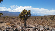 Joshua Tree Forest in Lee Flat