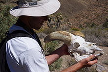 Bighorn Sheep