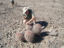 Getting Cactus Toothpick