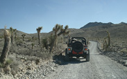 Driving Through Joshua Tree Forest