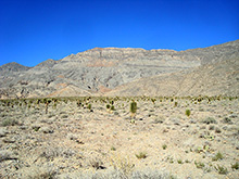 Joshua Tree Forest