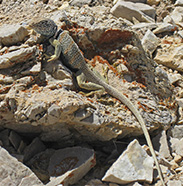 Great Basin Collared Lizard